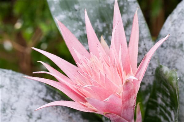 Aechmea fasciata