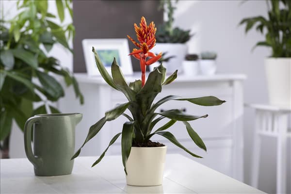 Aechmea fasciata