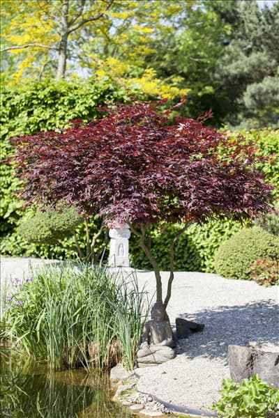 Acer palmatum 'Atropurpureum'
