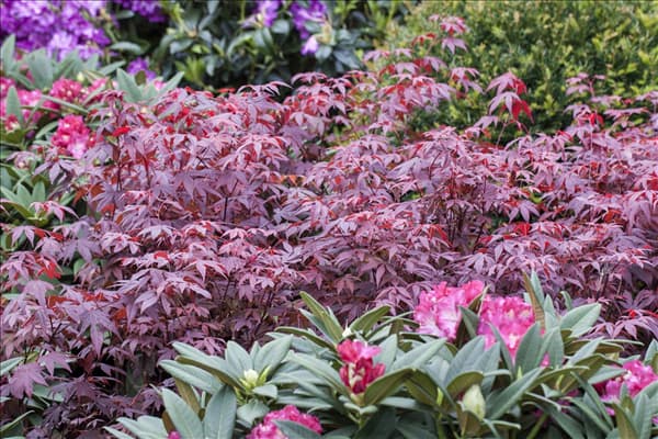 Acer palmatum 'Atropurpureum'