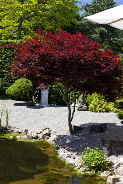 Acer palmatum 'Atropurpureum'