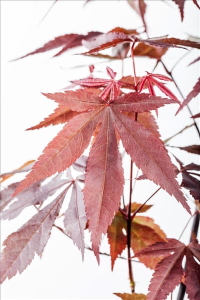 Acer palmatum 'Atropurpureum'