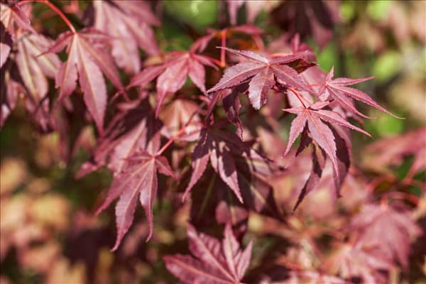 Acer palmatum 'Atropurpureum'