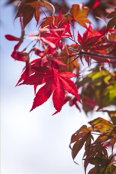 Acer palmatum 'Atropurpureum'