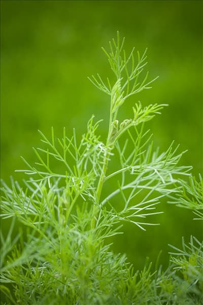 Artemisia abrotanum var. maritima