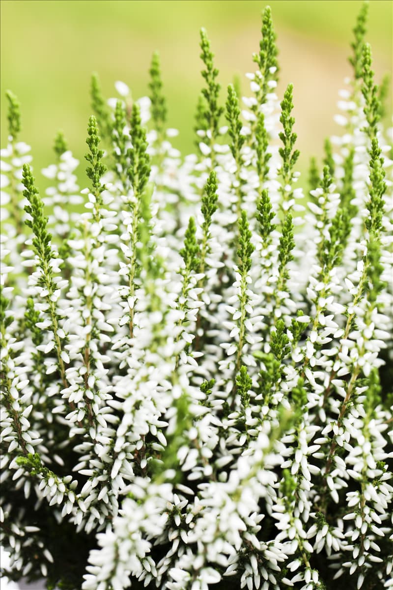 Calluna vulgaris Gardengirls® 'Alicia'(s)