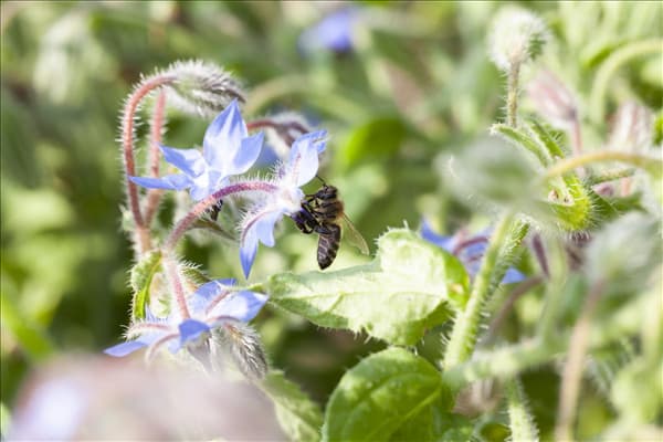 Borago officinalis