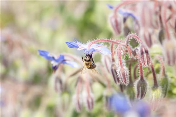 Borago officinalis