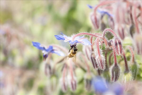 Borago officinalis