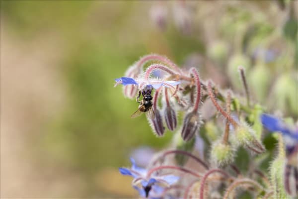 Borago officinalis