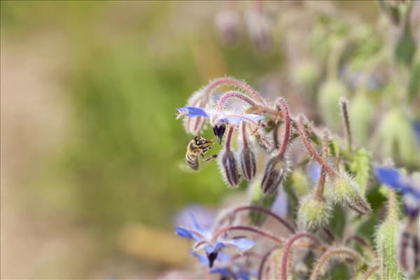 Borago officinalis
