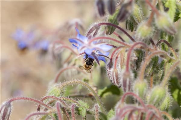 Borago officinalis