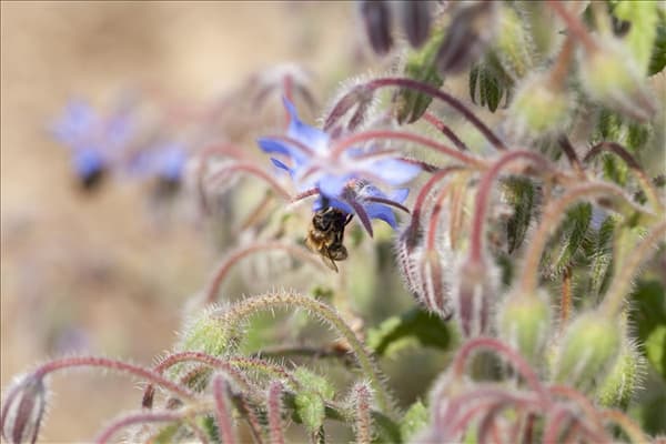 Borago officinalis