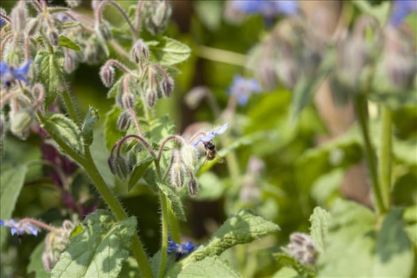 Borago officinalis