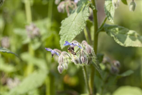 Borago officinalis