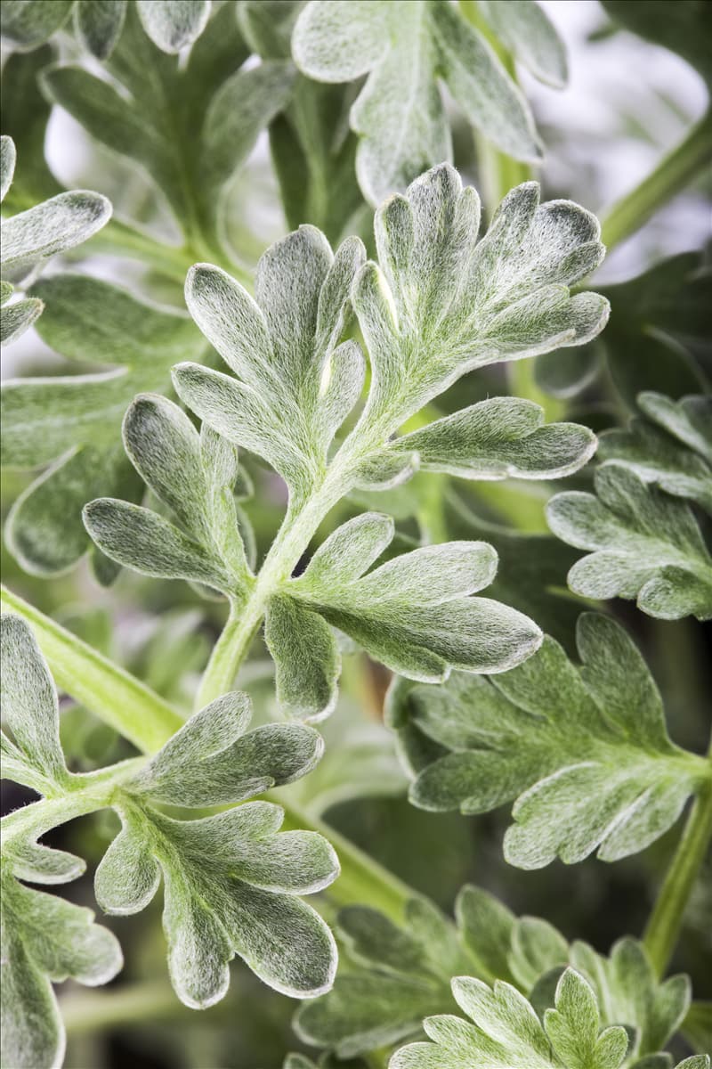 Artemisia absinthium