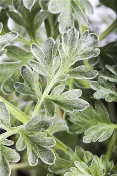 Artemisia absinthium