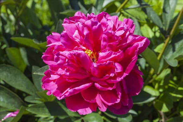 Paeonia x suffruticosa, rosa