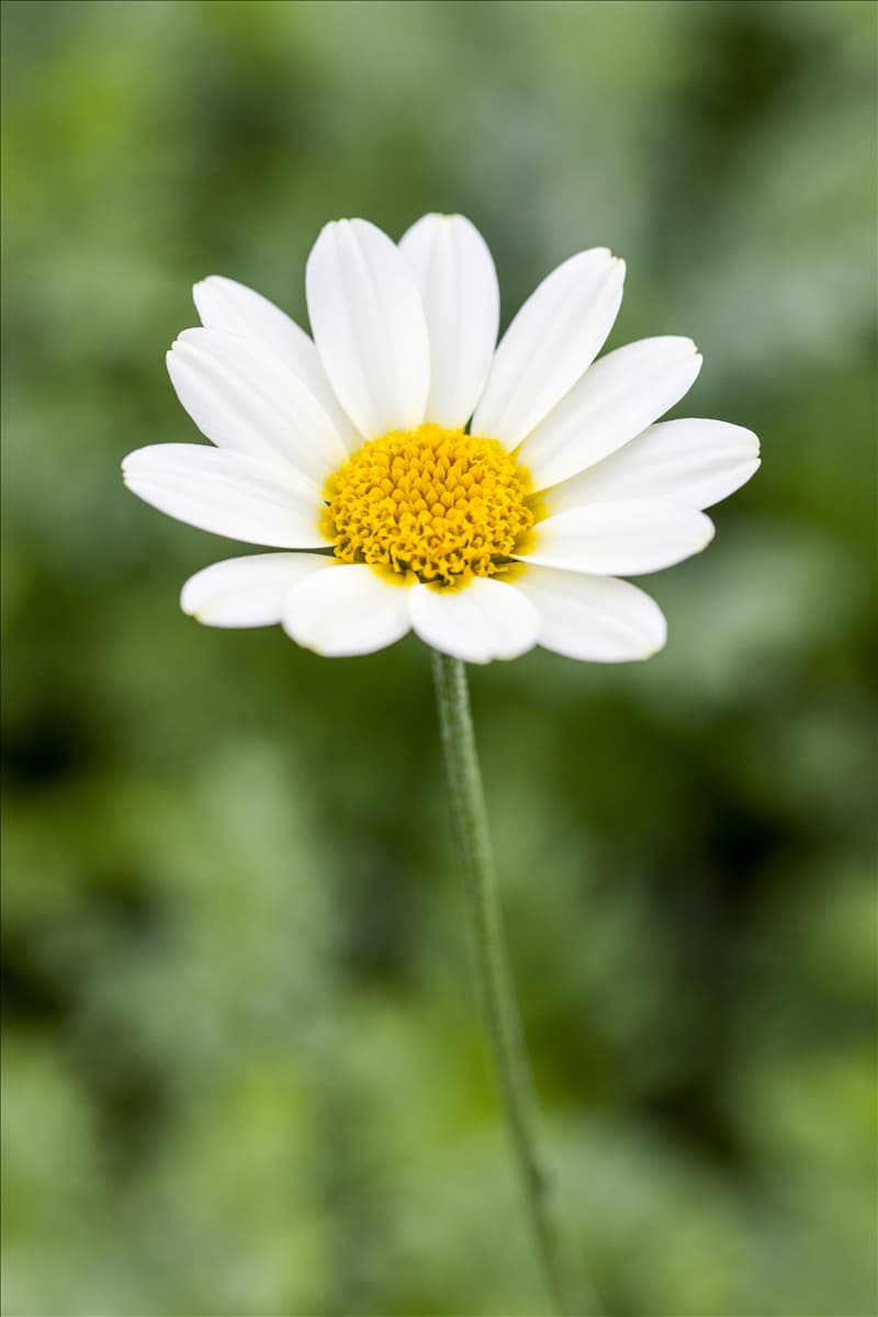 Anthemis tinctoria 'Sauce Hollandaise'