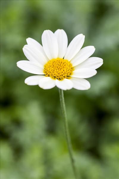 Anthemis tinctoria 'Sauce Hollandaise'