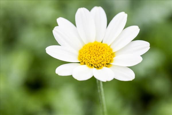 Anthemis tinctoria 'Sauce Hollandaise'