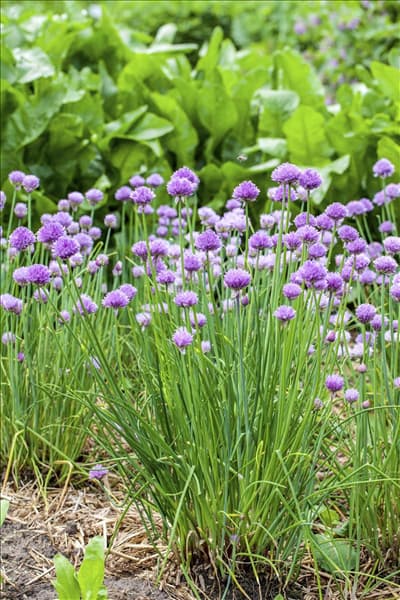 Allium schoenoprasum
