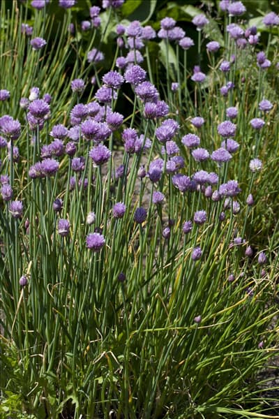 Allium schoenoprasum