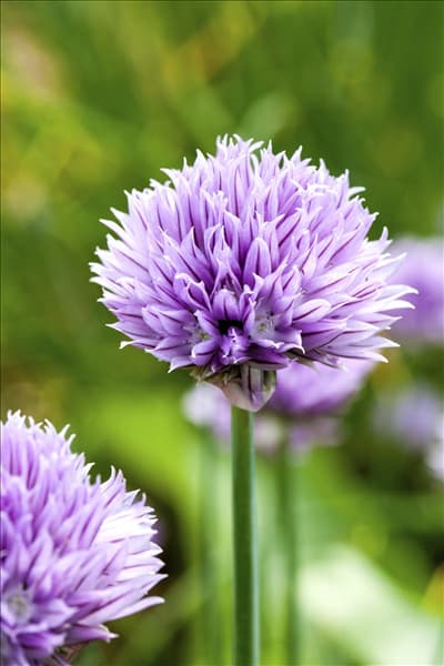 Allium schoenoprasum