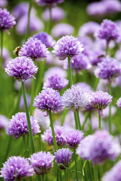 Allium schoenoprasum