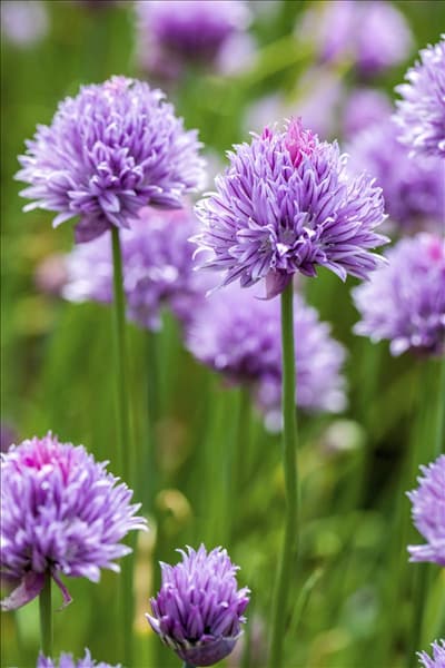 Allium schoenoprasum