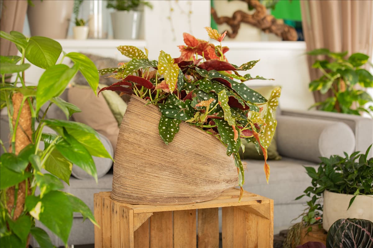 Begonia maculata
