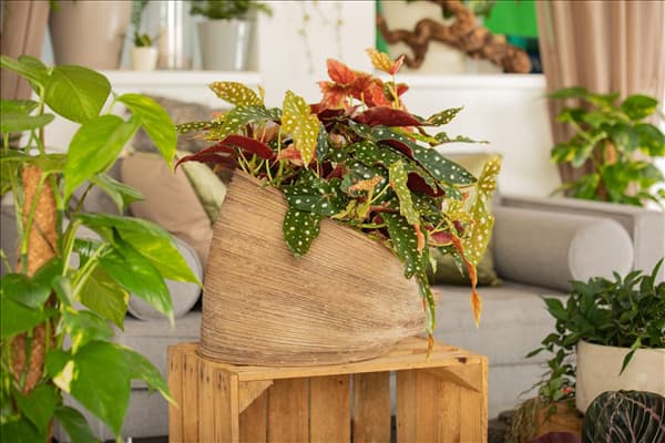 Begonia maculata
