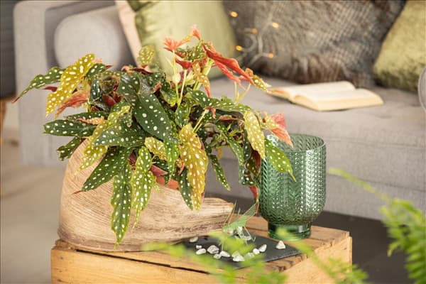 Begonia maculata