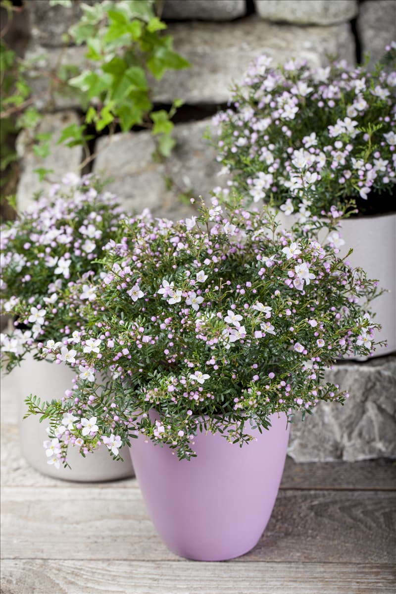 Boronia anemonifolia