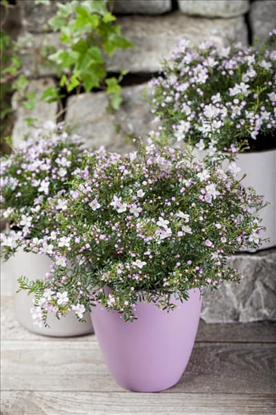 Boronia anemonifolia