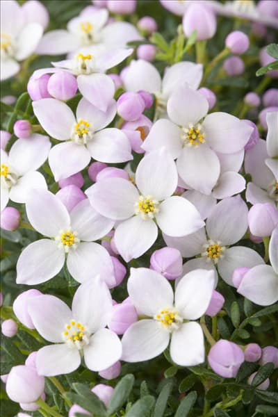 Boronia anemonifolia