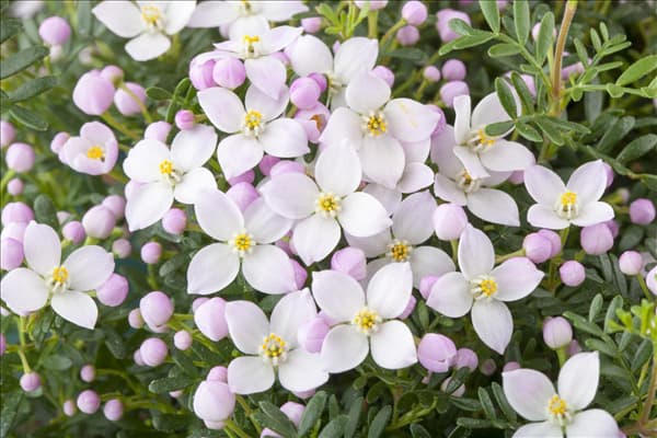 Boronia anemonifolia