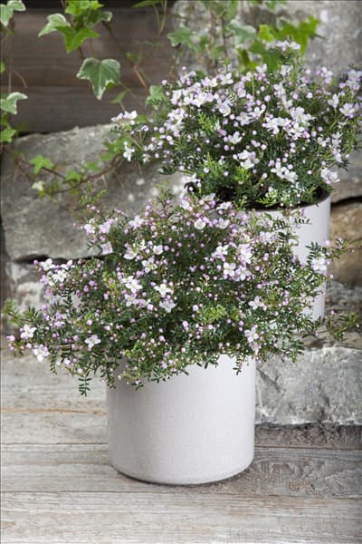 Boronia anemonifolia