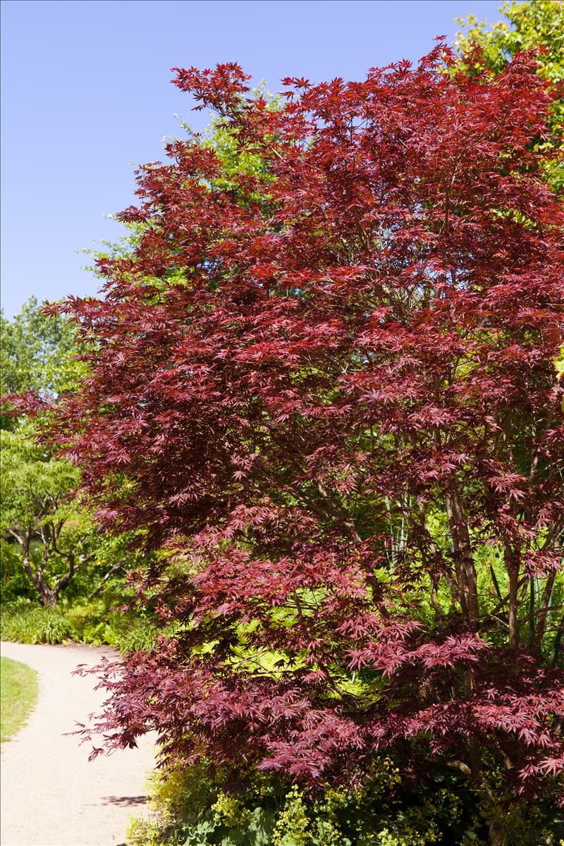 Acer palmatum 'Trompenburg'