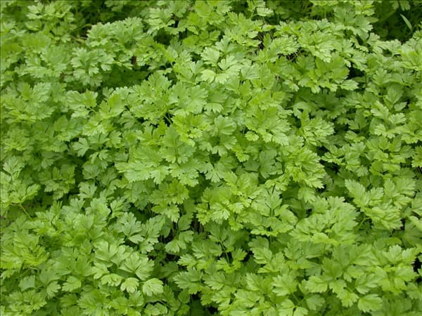 Anthriscus cerefolium