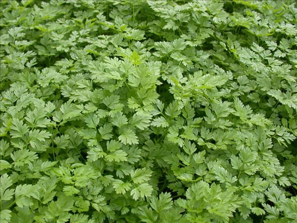Anthriscus cerefolium