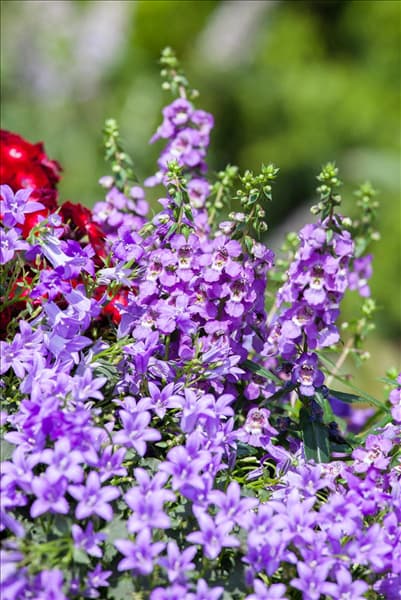 Angelonia, blau