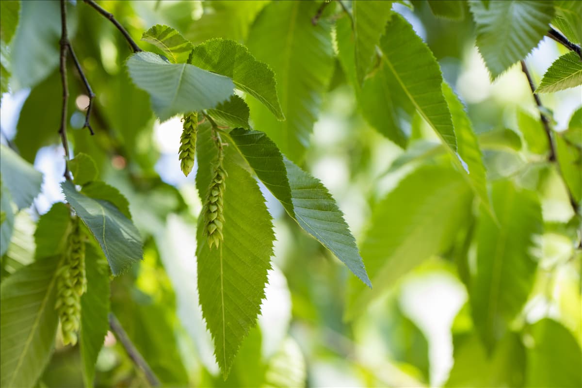 Carpinus betulus