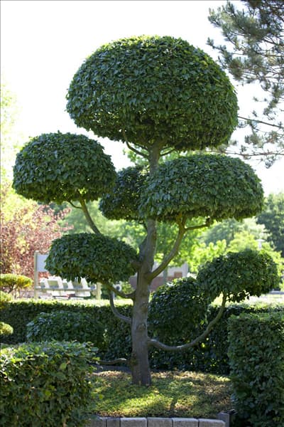 Carpinus betulus