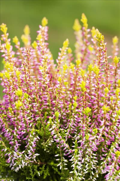 Calluna vulgaris Gardengirls® 'Bonita'