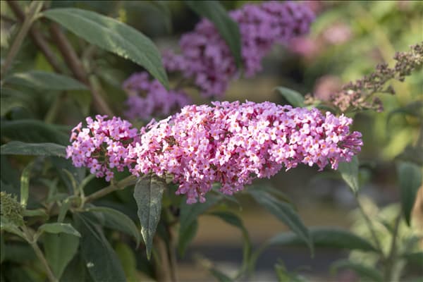Buddleja davidii 'Pink Delight'