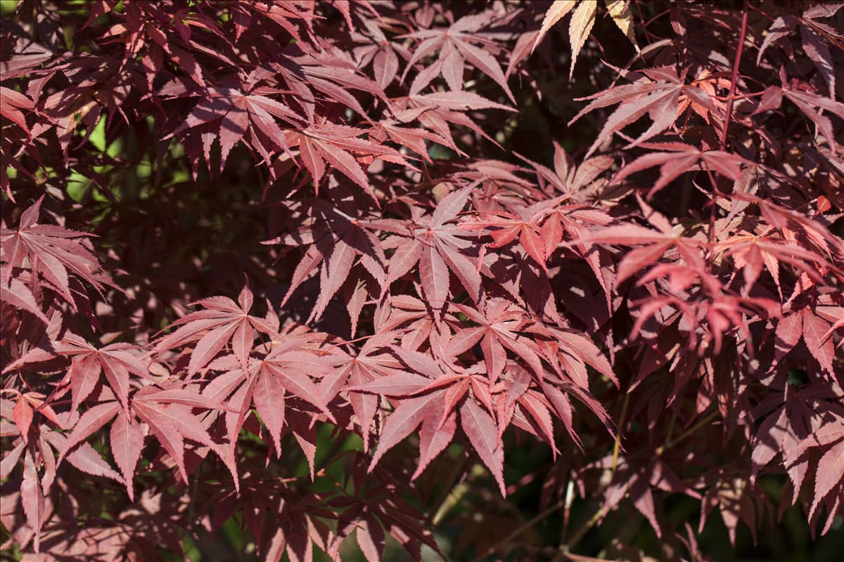 Acer palmatum 'Bloodgood'