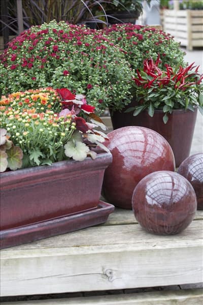 Chrysanthemum indicum