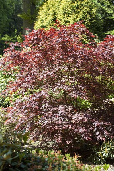 Acer palmatum 'Bloodgood'