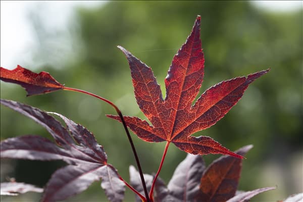 Acer palmatum 'Bloodgood'